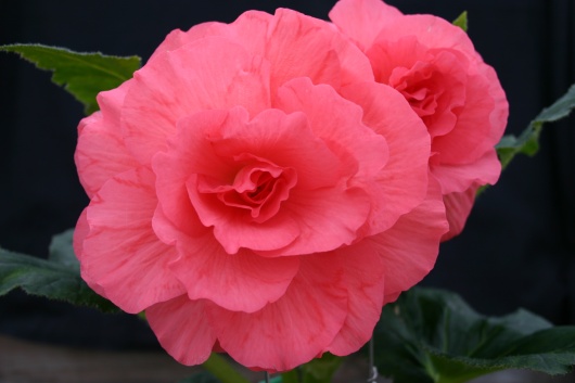 B. ‘Helena’
